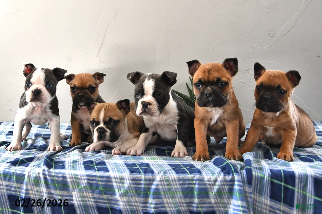 Frenchton dogs for sale: Elmer - Ad 3
