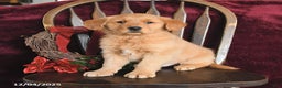 Golden Retriever dogs for sale: Jimmy - Ad 1