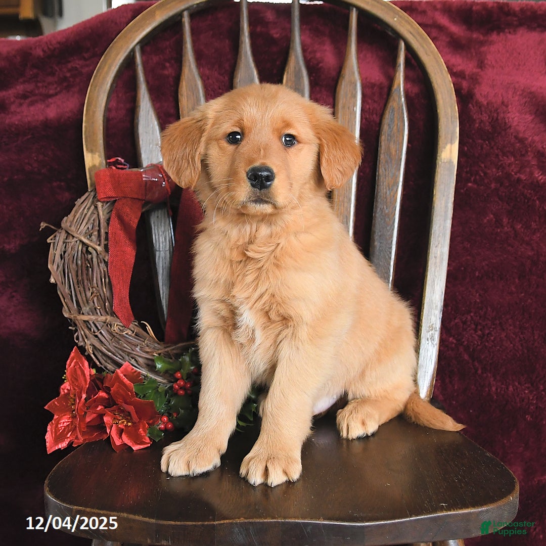 Golden Retriever dogs for sale: Jimmy - Ad 1