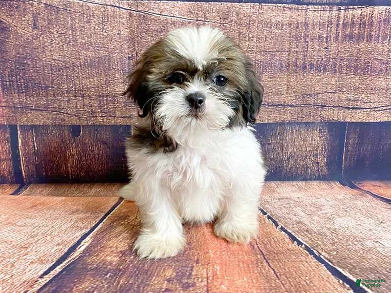 Shih Tzu dogs Orange - Ad 11