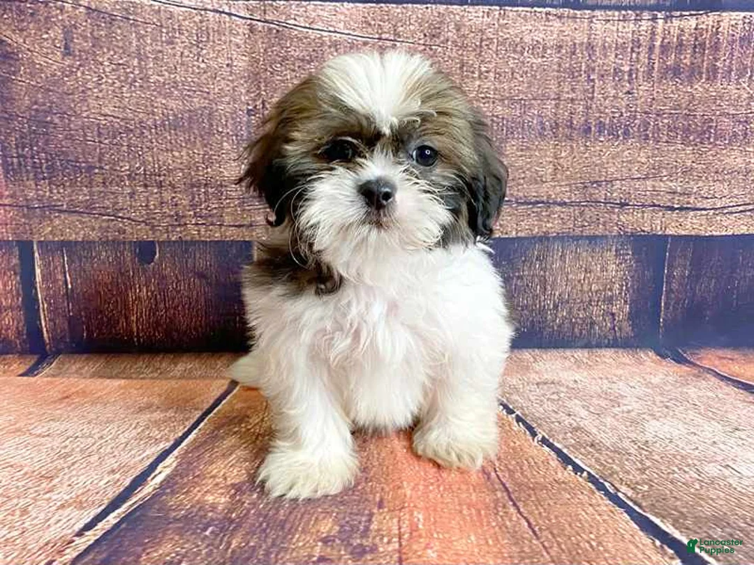 Shih Tzu dogs for sale: Orange - Ad 1