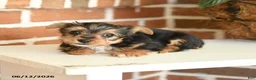 Yorkshire Terrier dogs for sale: Bailey - Ad 3