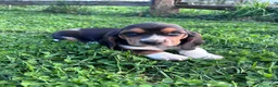 Basset Hound dogs for sale: Princess - Ad 2