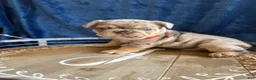 French Bulldog dogs for sale: Boy 1 - Ad 8