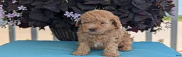 Toy Poodle dogs for sale: Timmy - Ad 8