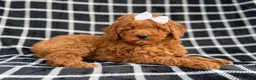 Cockapoo dogs for sale: Brielle - Ad 4