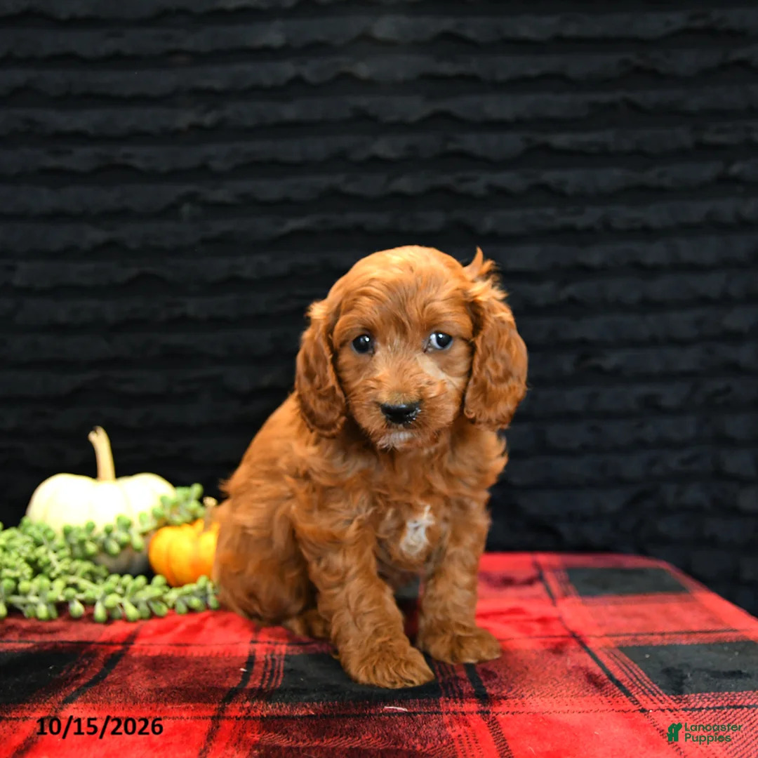 Cavapoo dogs for sale: Oscar - Ad 2