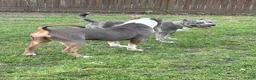 American Bully dogs for sale: Little Fellah - Ad 9