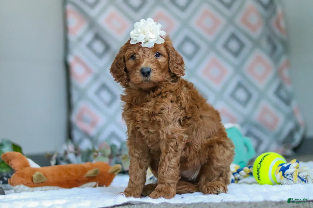 Goldendoodle dogs for sale: Molly - Ad 2