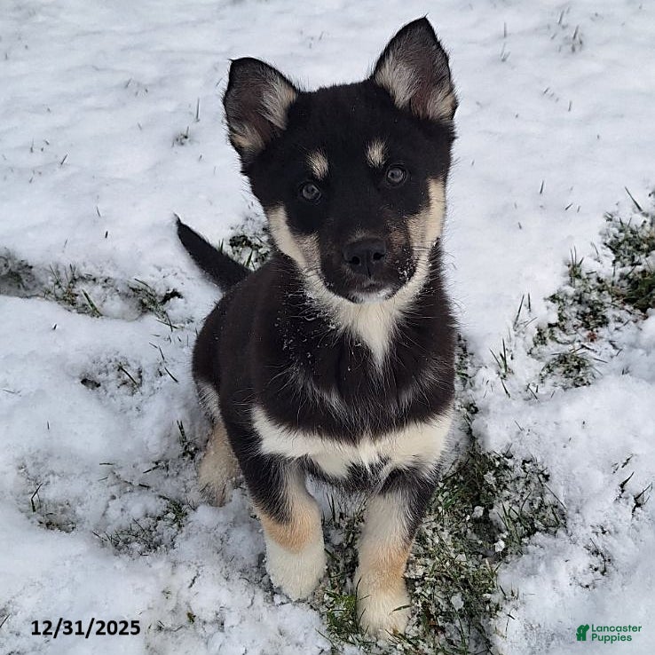 Gerberian Shepsky dogs Bear - Ad 2