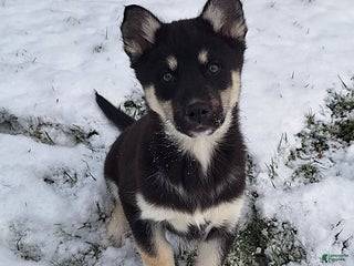 Gerberian Shepsky dogs Bear - Ad 2