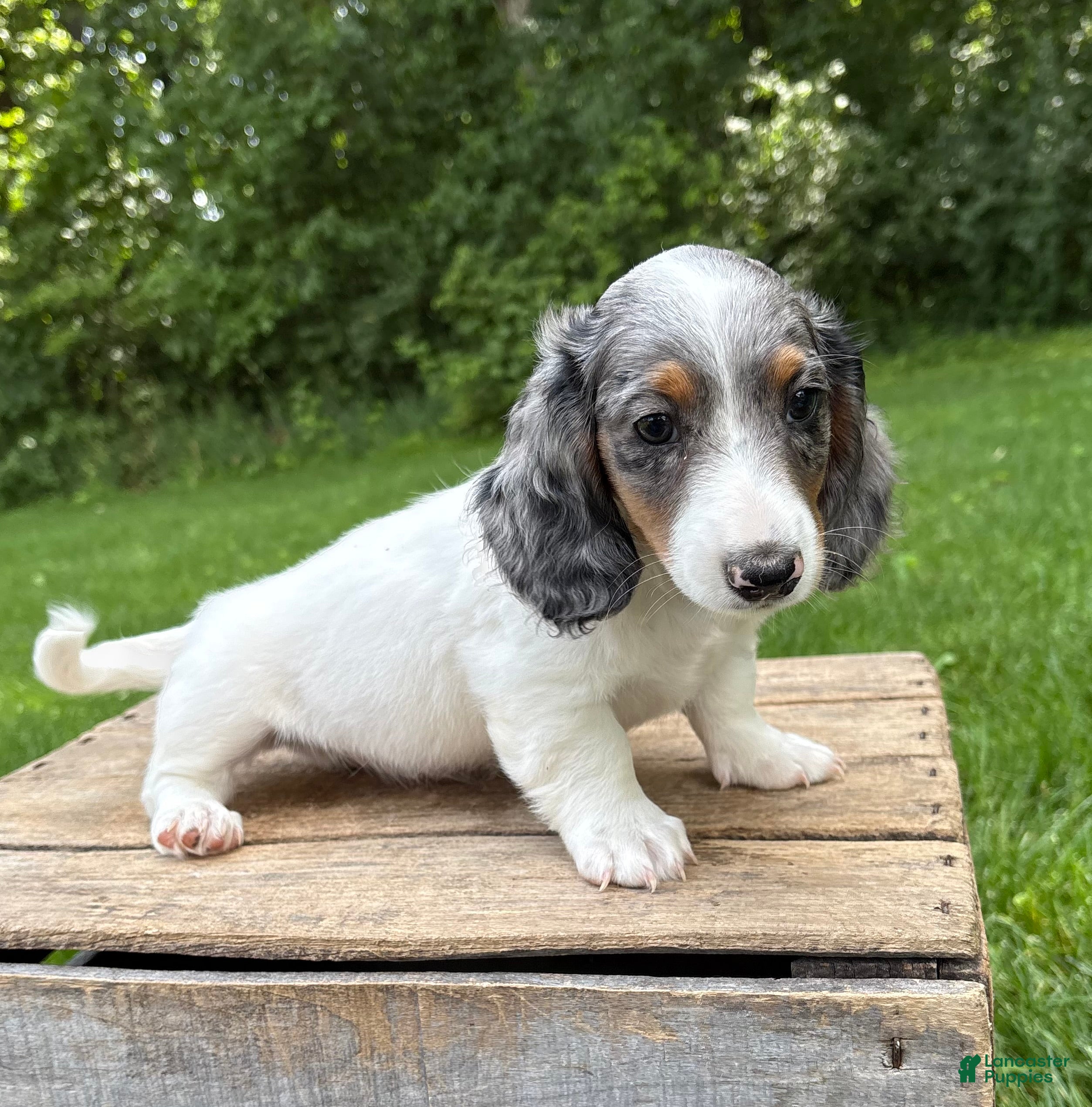 Miniature Dachshund dogs Ozzi - Ad 1