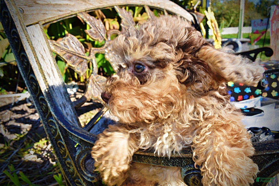 Havapoo dogs for sale: Jackson - Ad 14