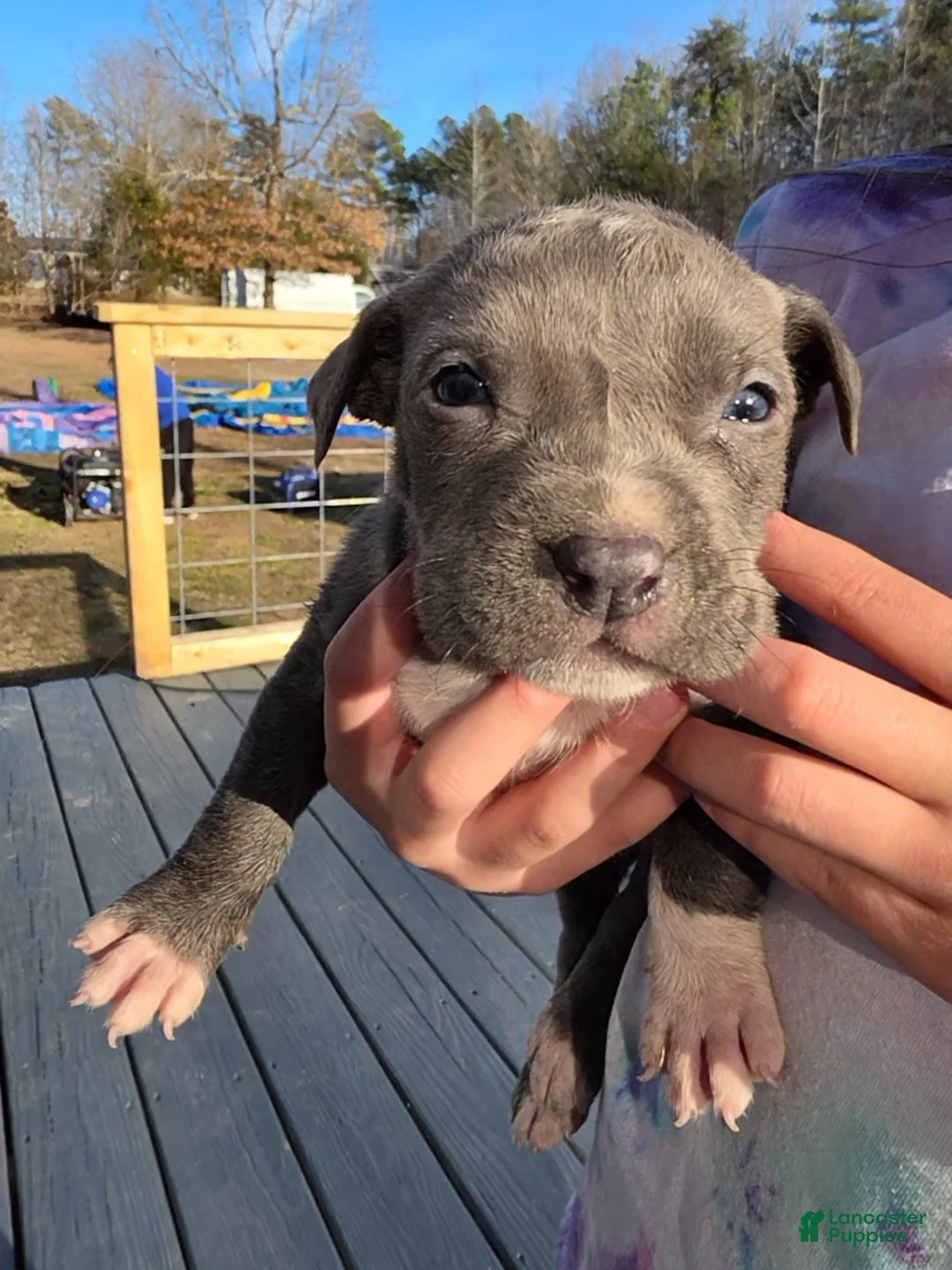 American Staffordshire Terrier dogs for sale: American Staffordshire Terrier Puppy 6 - Ad 3