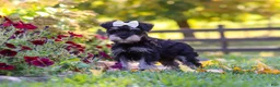 Miniature Schnauzer dogs for sale: Callie - Ad 5