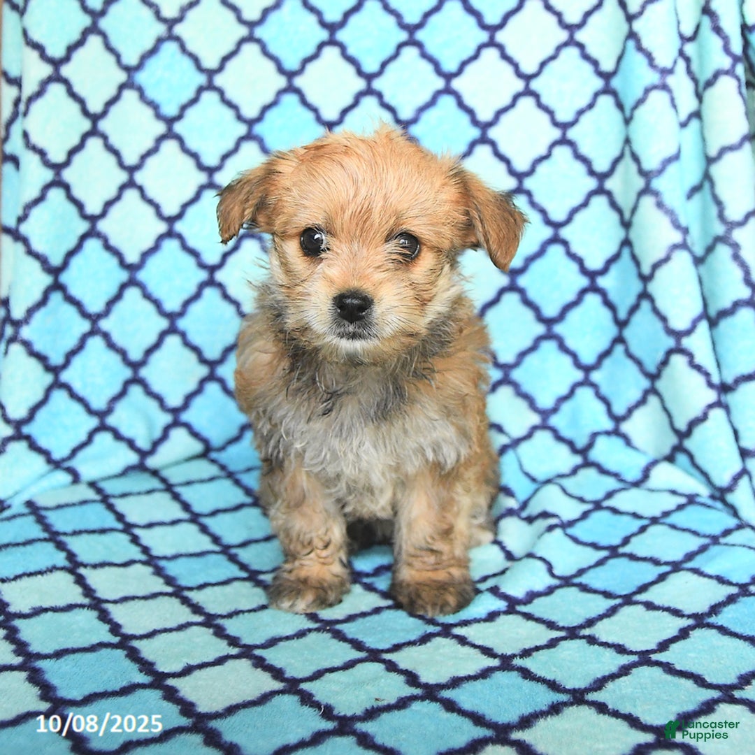 Mixed Breed dogs for sale: Caramel - Ad 6