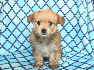 Mixed Breed dogs - Ad 25