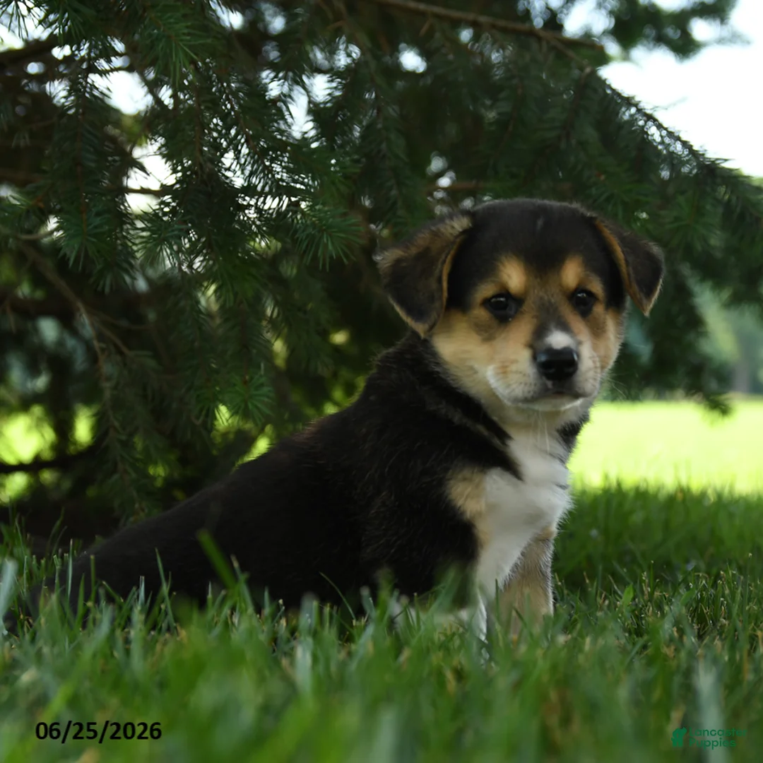 Mixed Breed dogs for sale: Astro - Ad 2