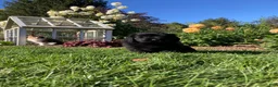 Newfoundland dogs for sale: Sophia - Ad 6