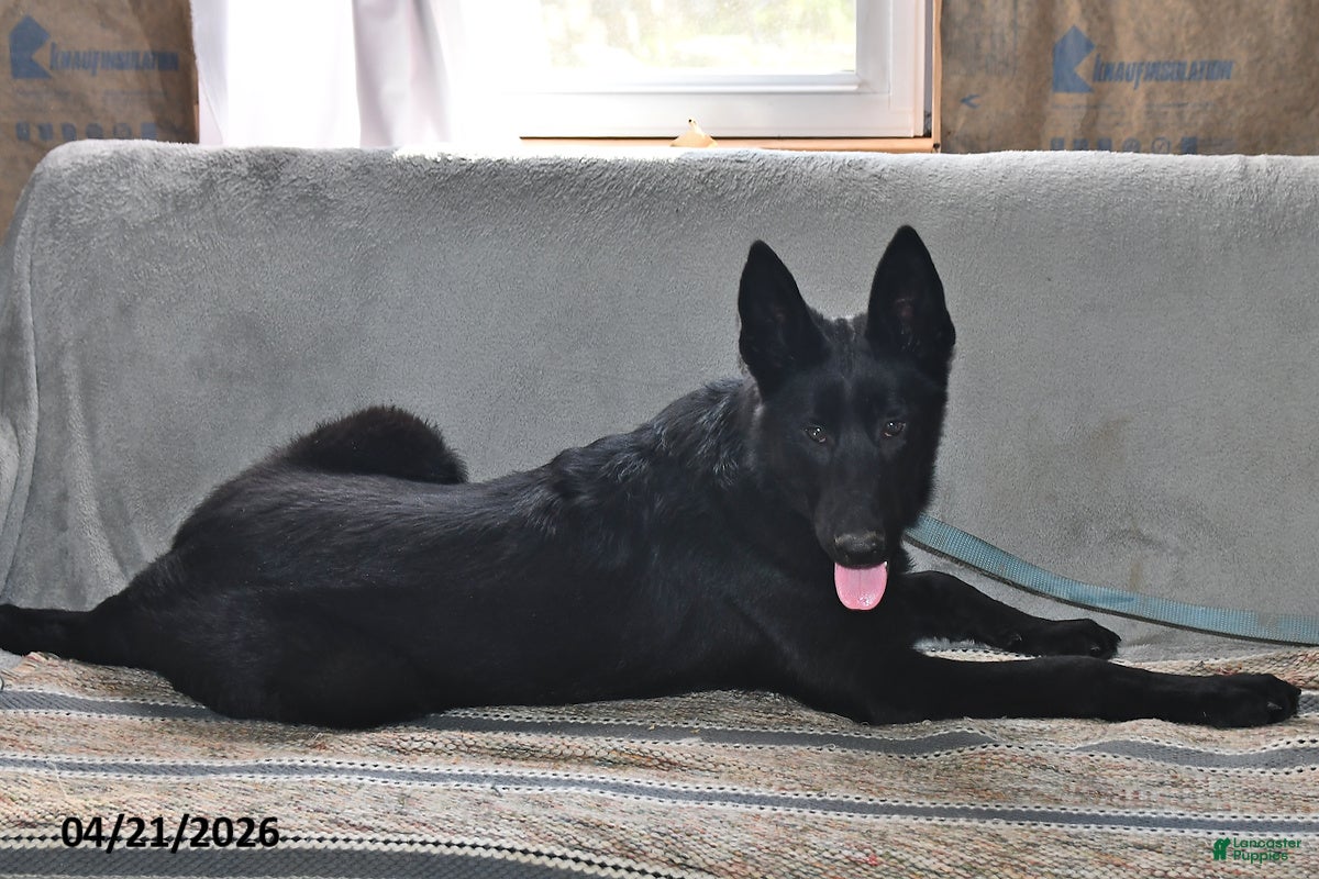 Belgian Malinois dogs Leo - Ad 2