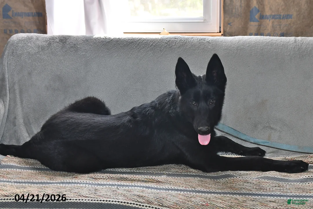 Belgian Malinois dogs for sale: Leo - Ad 2