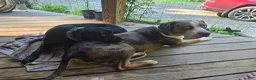 Catahoula Leopard Dog dogs for sale: Glory - Ad 9