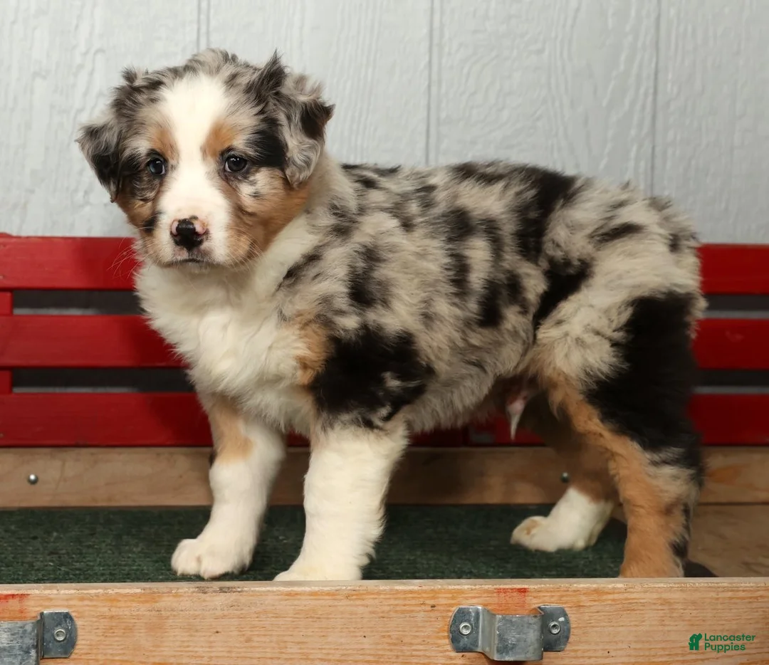 Australian Shepherd dogs for sale: Frank - Ad 5