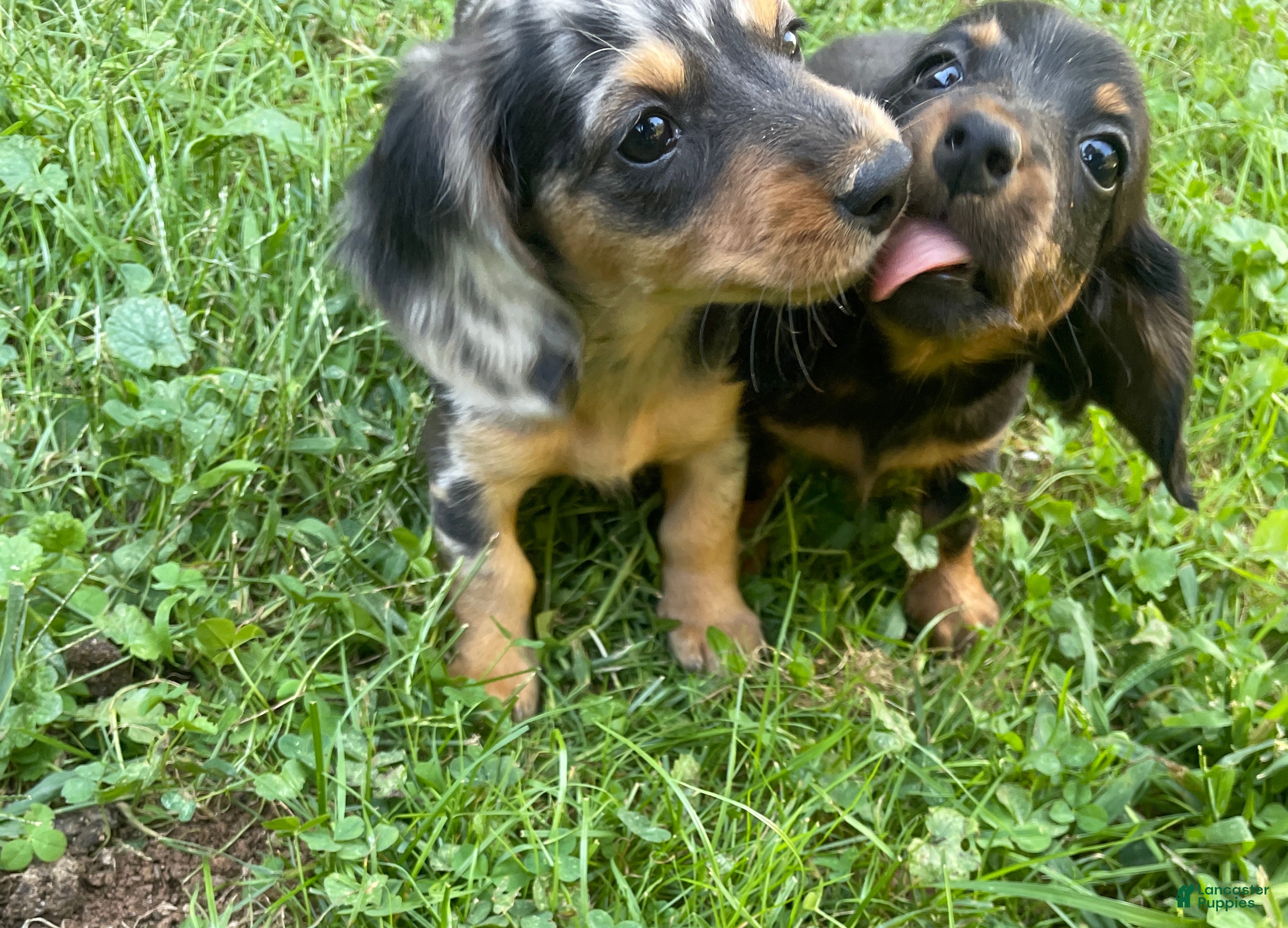 Miniature Dachshund dogs Jade - Ad 1