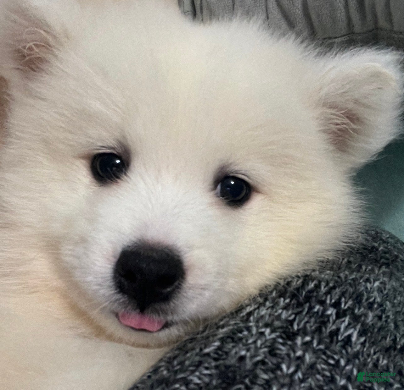 Samoyed dogs Samoyed Puppy 4 - Ad 18