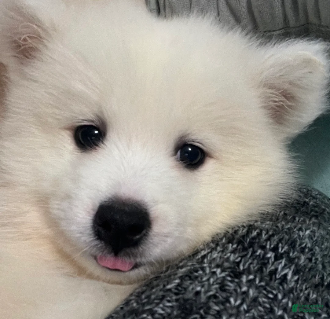 Samoyed dogs for sale: Samoyed Puppy 4 - Ad 1