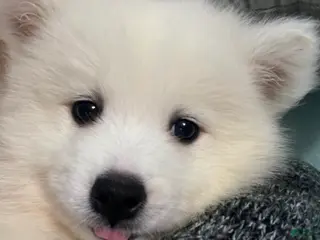 Samoyed dogs Samoyed Puppy 4 - Ad 18