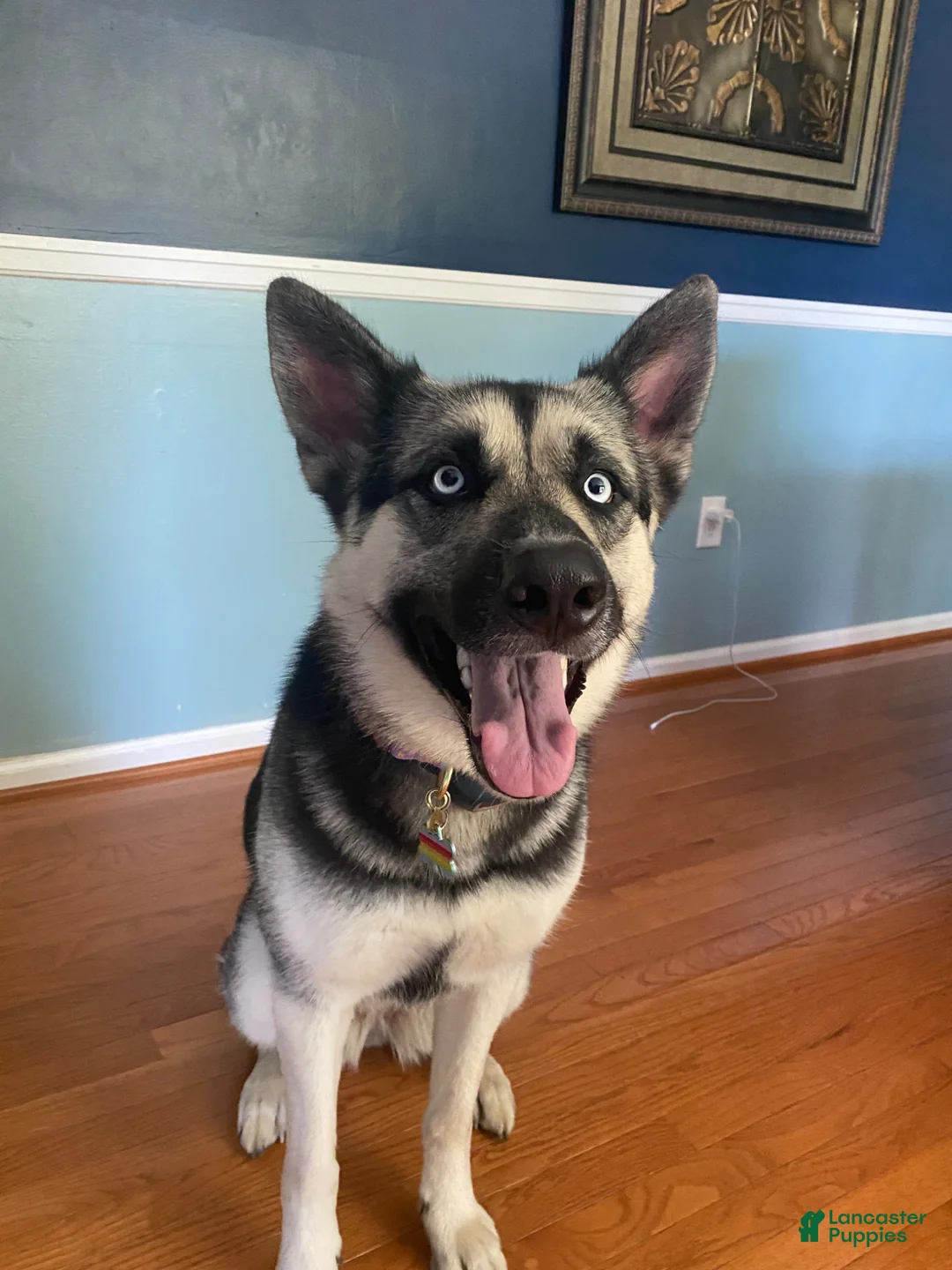 Gerberian Shepsky dogs for sale: Gerberian Shepsky Puppy 1 - Ad 2