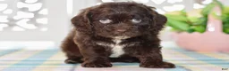 Cockapoo dogs for sale: Claudia - Ad 13