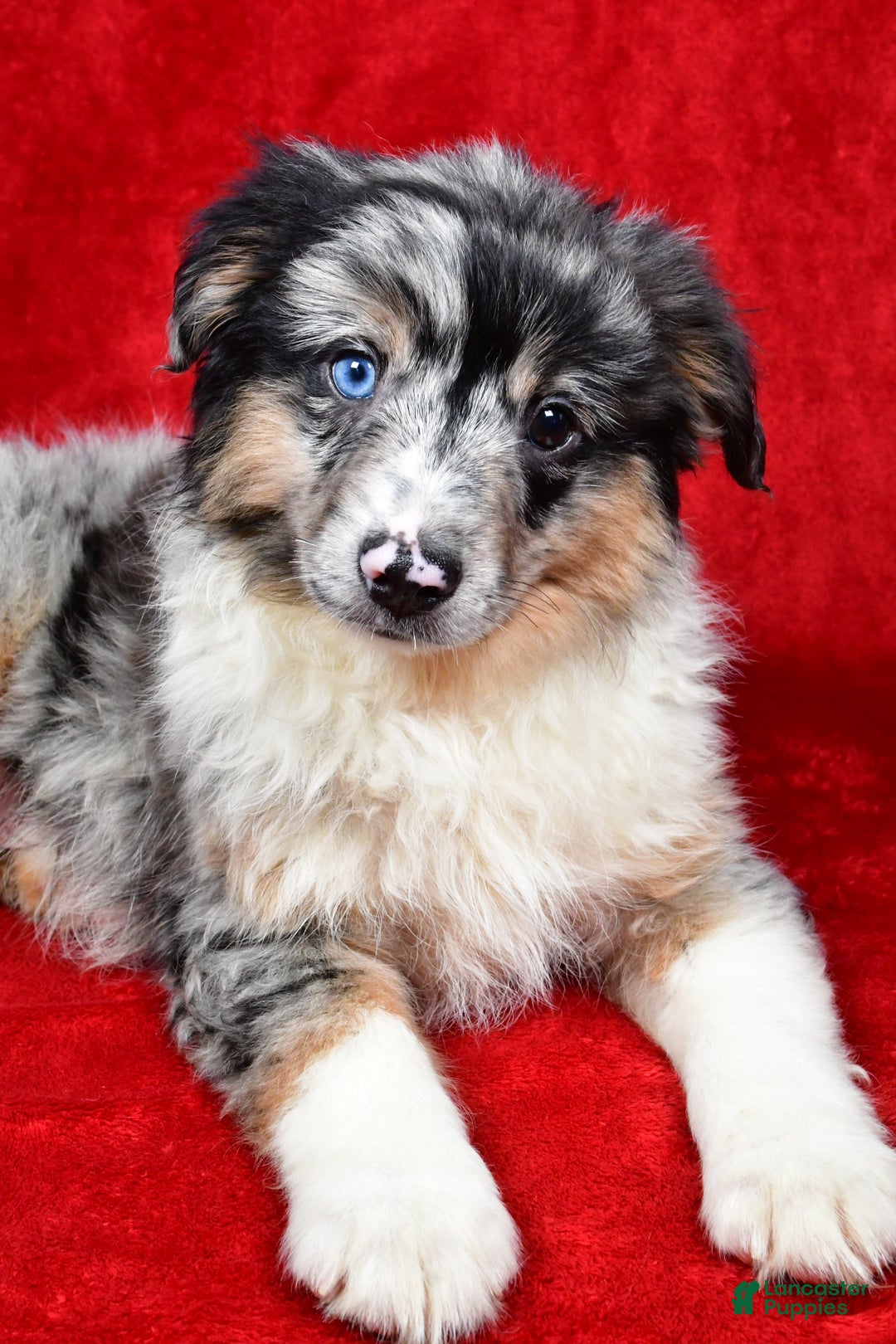 Miniature Australian Shepherd dogs for sale: Wiggles - Ad 2