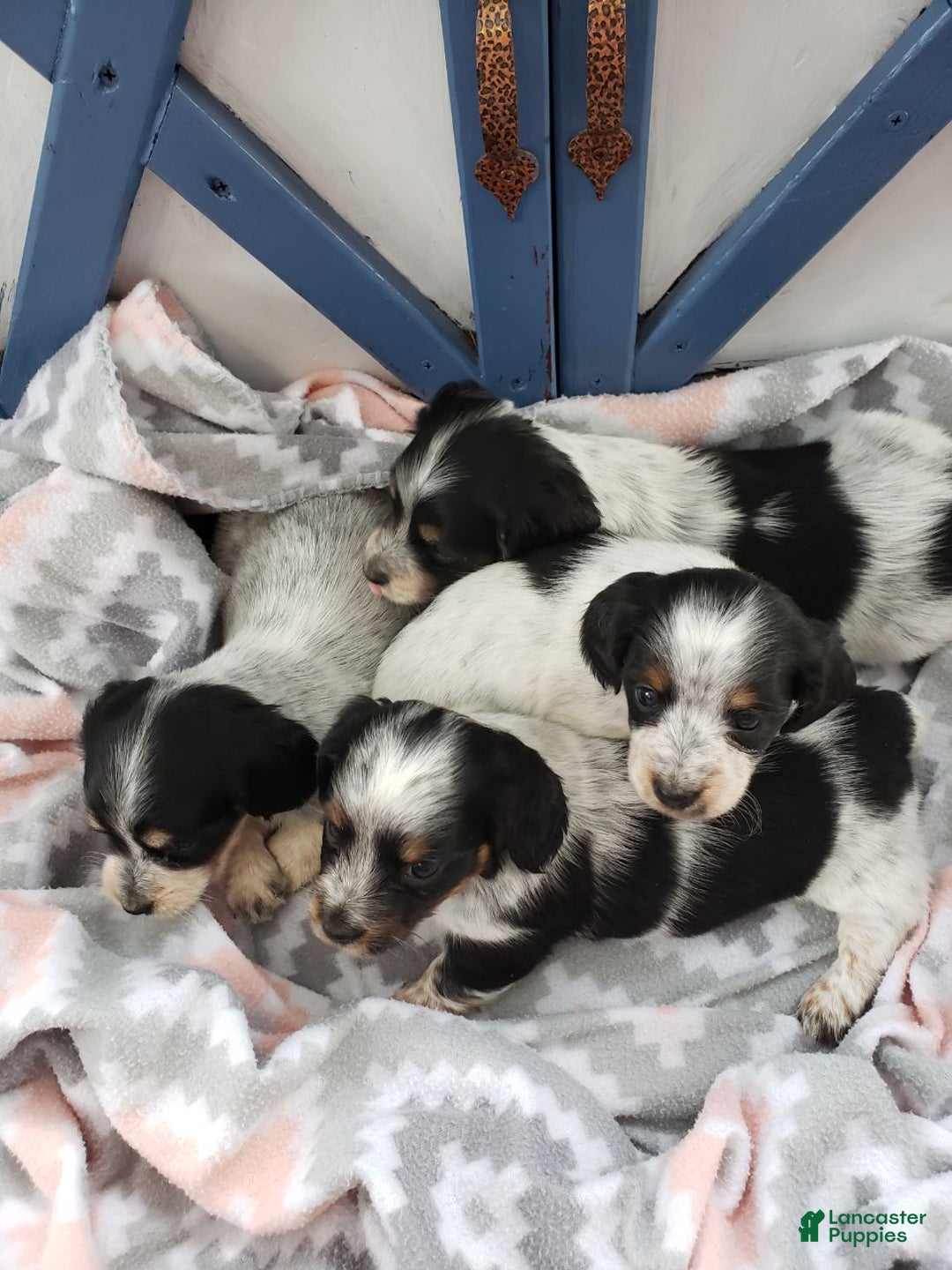 Miniature Dachshund dogs for sale: Ginseng  - Ad 7