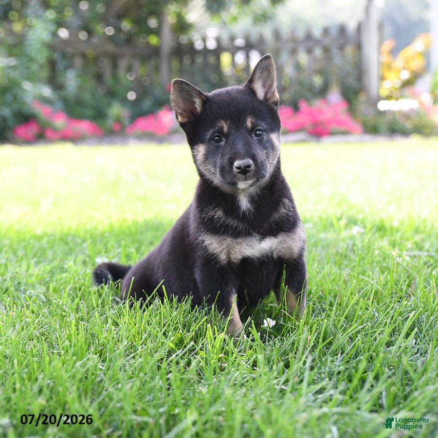 Shiba Inu dogs Sadie - Ad 2
