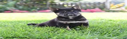 Shiba Inu dogs for sale: Sadie - Ad 2