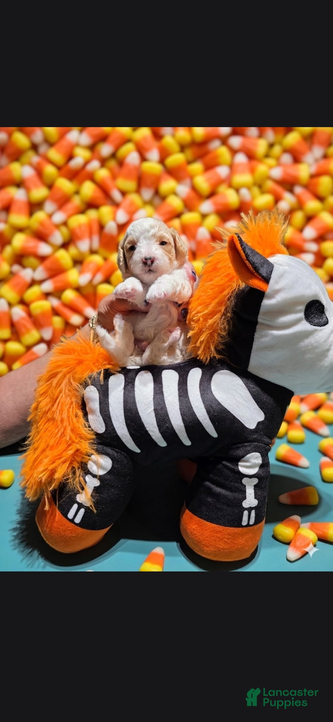 Toy Poodle dogs AKC ZERO (Tiny) - Ad 2