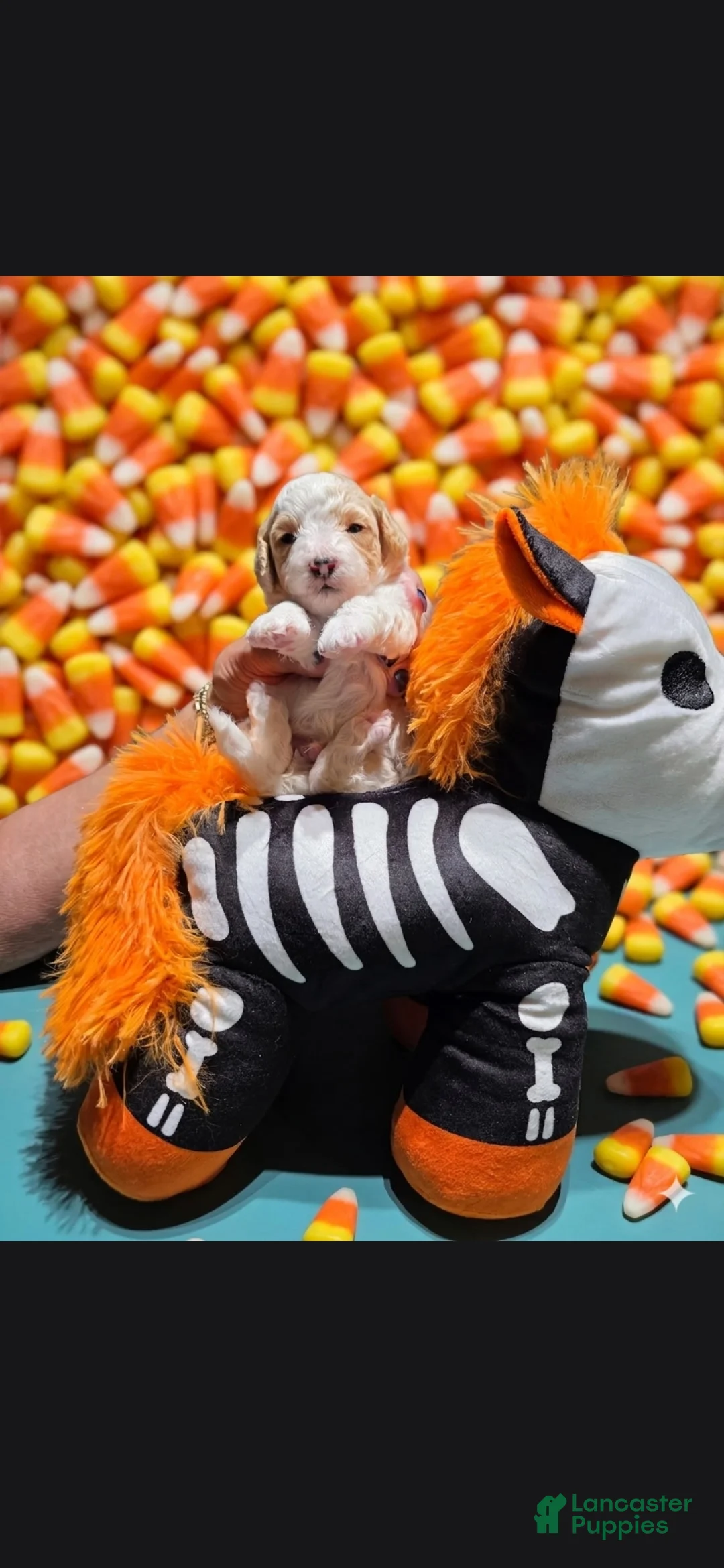 Toy Poodle dogs for sale: AKC ZERO (Tiny) - Ad 2