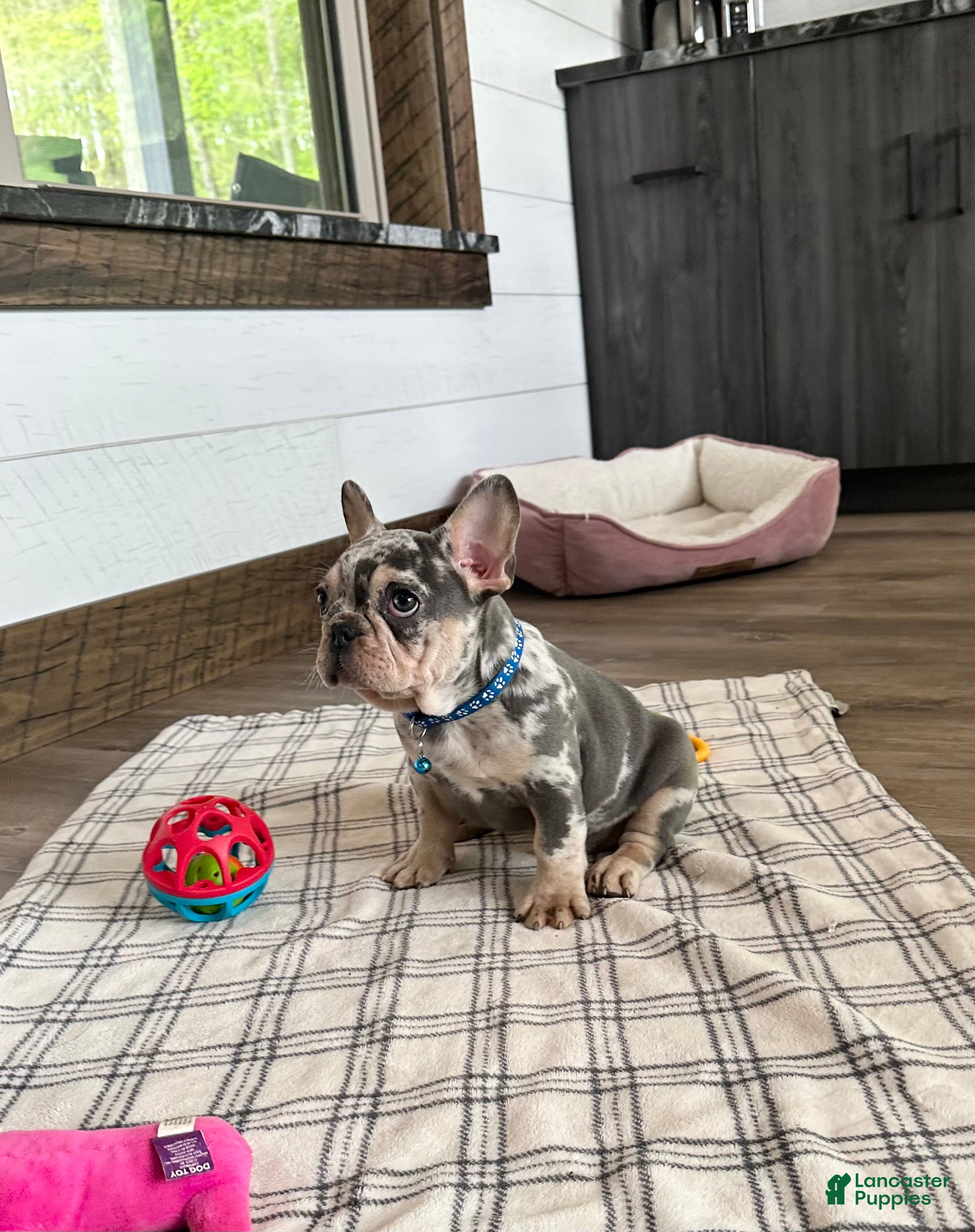 French Bulldog dogs for sale: Aspen - Ad 10