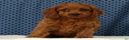 Cockapoo dogs for sale: Stella - Ad 4