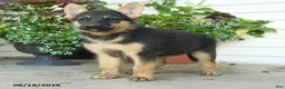 Gerberian Shepsky dogs for sale: Tilly - Ad 4