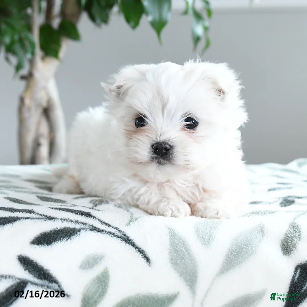 Maltese dogs for sale: Alabaster - Ad 2