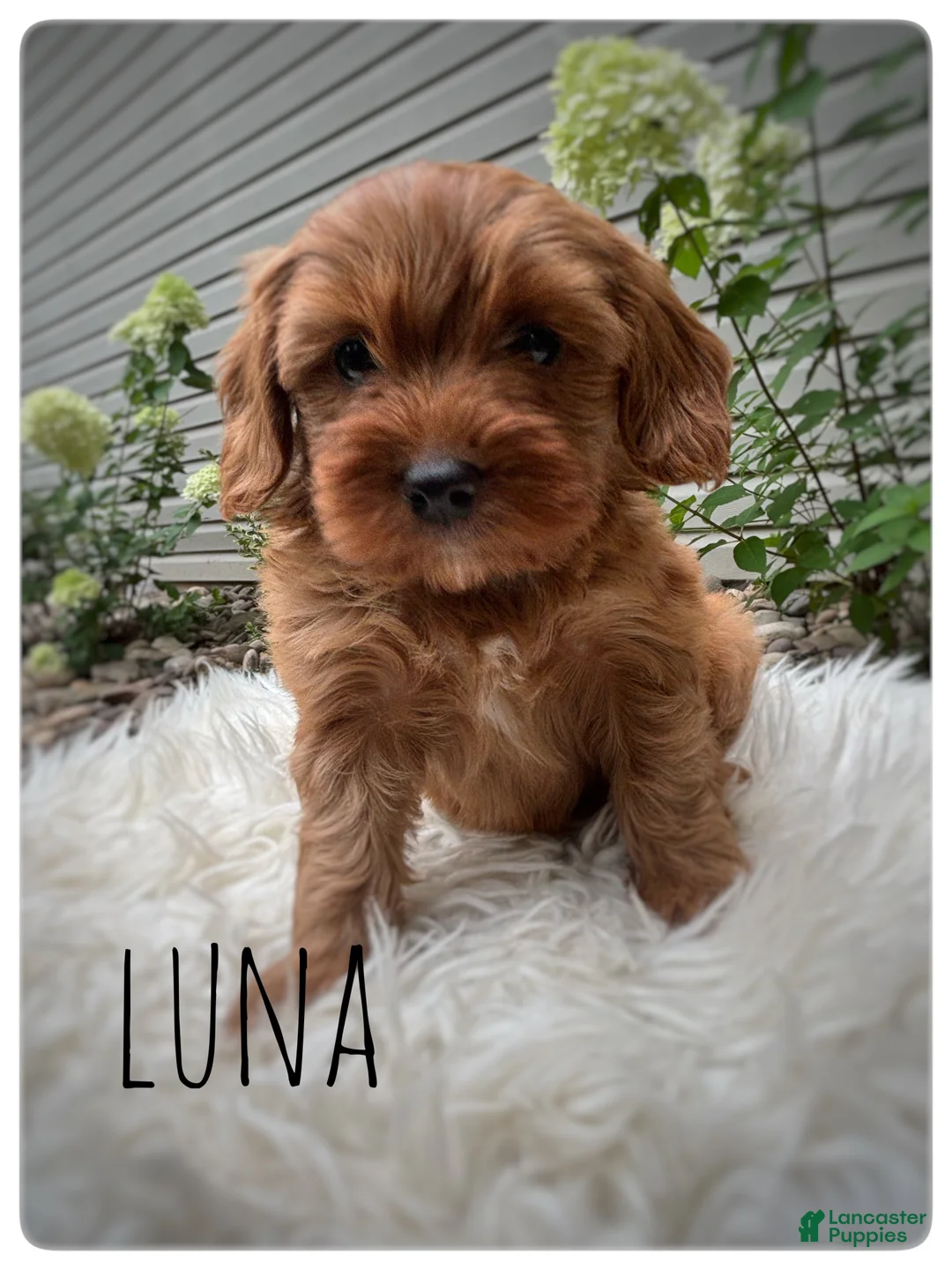 Cavapoo dogs for sale: Luna - Ad 1