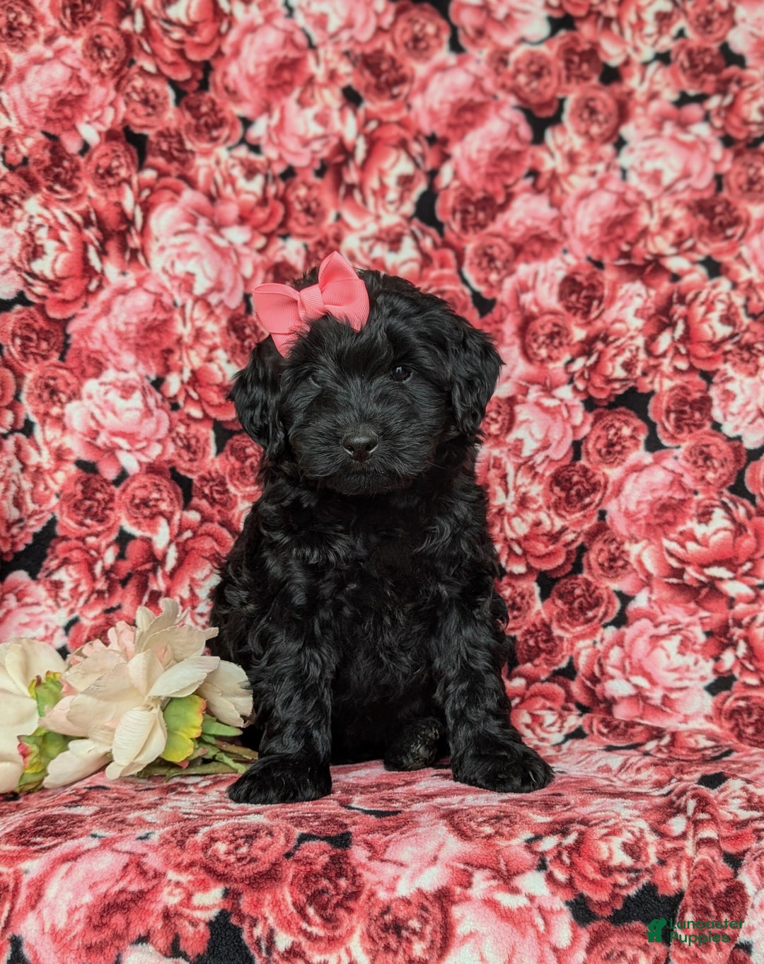 Labradoodle dogs for sale: Adelle Hypoallergenic - Ad 1