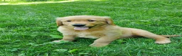 Golden Retriever dogs for sale: Copper - Ad 14