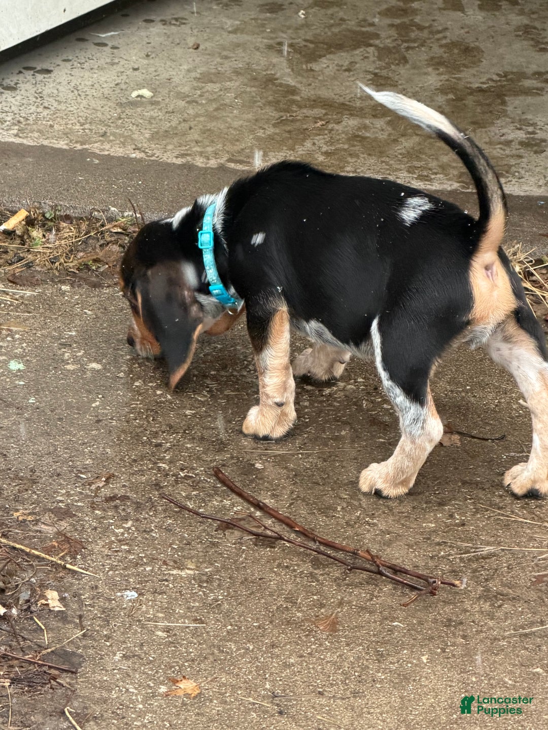 Beagle dogs for sale: Beagle Puppy 2 - Ad 6