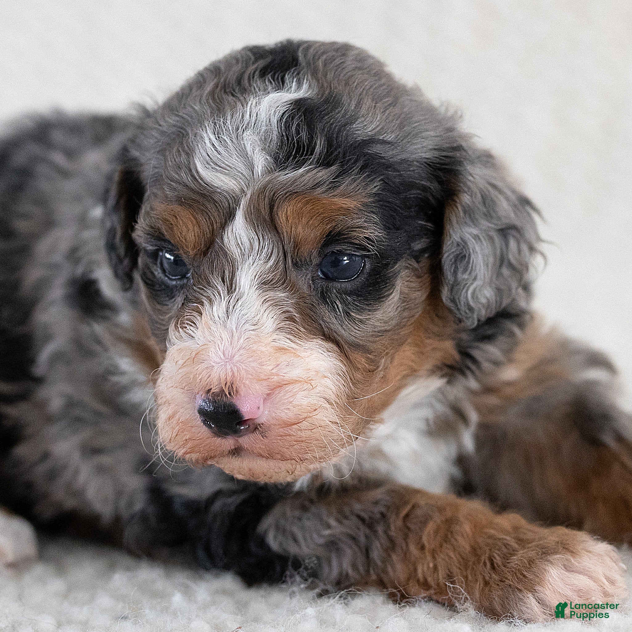 Mini Bernedoodle dogs for sale: Asher Miniature Bernedoodle  - Ad 2