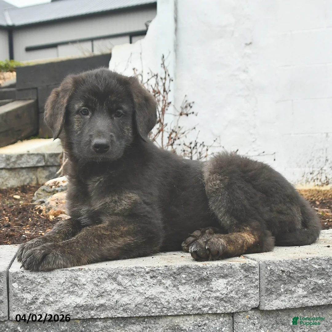 Mixed Breed dogs for sale: Nova - Ad 3