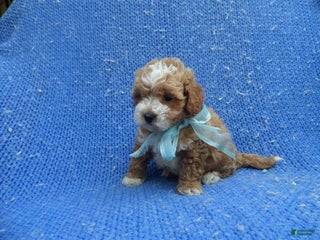 Toy Poodle dogs Jacob - Ad 37